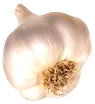 common garlic