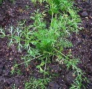 the plant