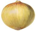 white onion