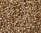 seeds