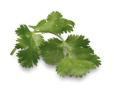 cilantro