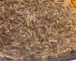 seeds