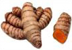 rhizome