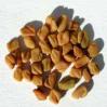 seeds