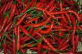 Indian chilli