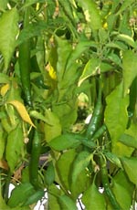 on the plant