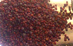 seeds