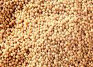 seeds