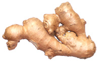 rhizome